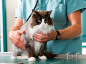 The Importance of Regular Pet Check-Ups